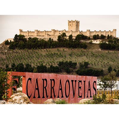 Sunrise over Pago de Carraovejas vineyard rows in Ribera del Duero