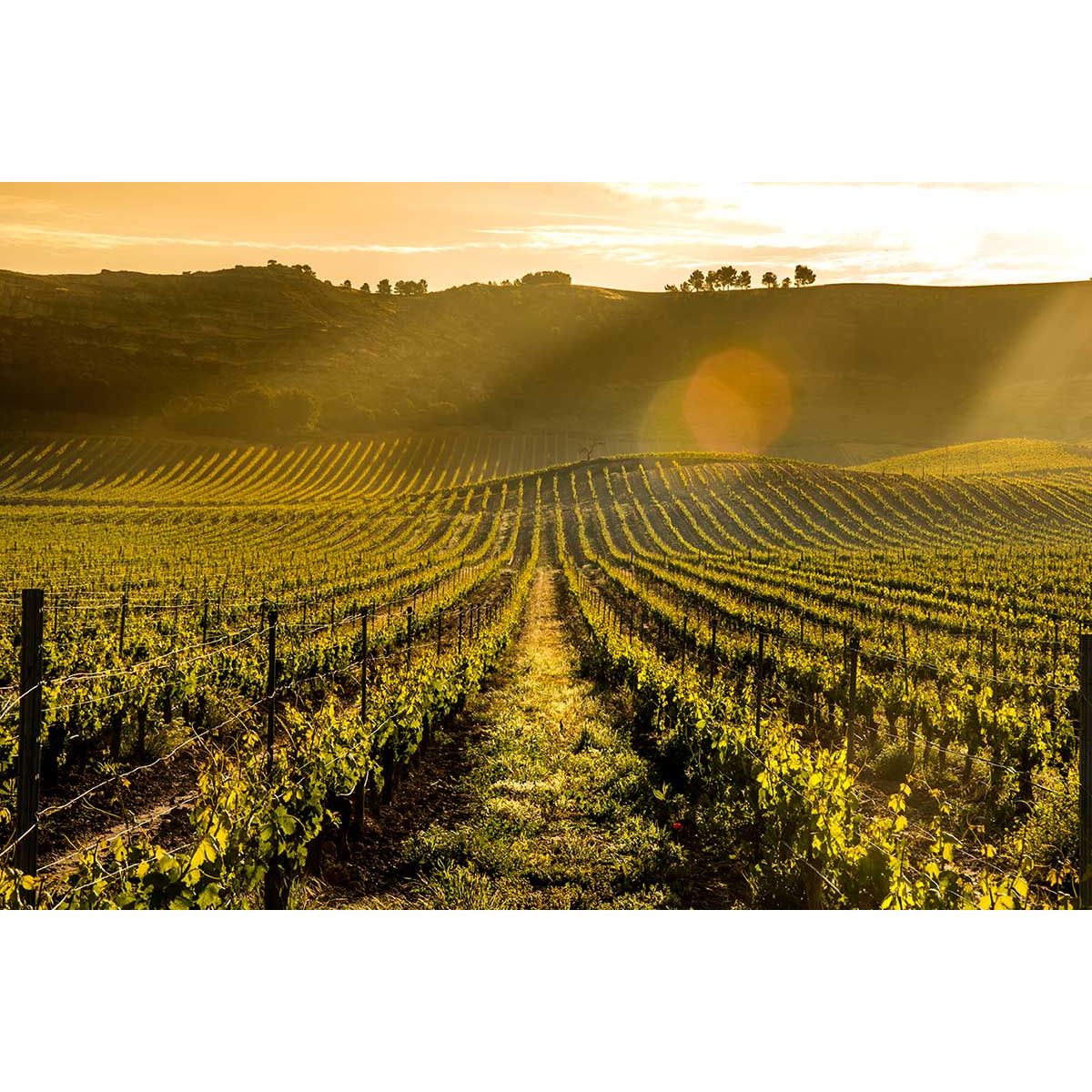 Sunrise over Pago de Carraovejas vineyard rows in Ribera del Duero