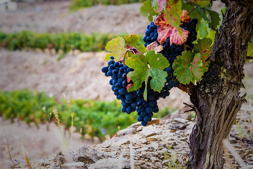 Cabernet Sauvignon vineyard in Napa Valley, United States