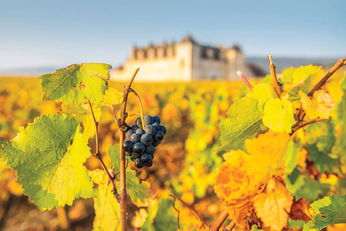 Pinot Noir vineyard in Burgundy, France