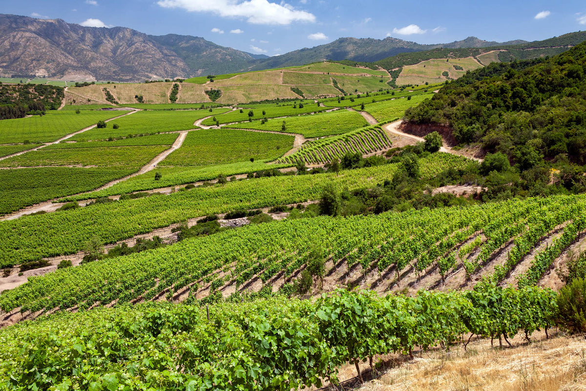 Vineyard grapes in Chile’s Colchagua Valley