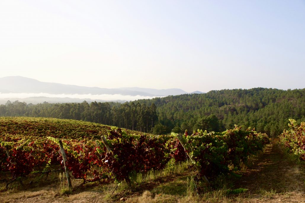 Adegas Valmiñor vineyard in O Rosal, Rías Baixas, Spain