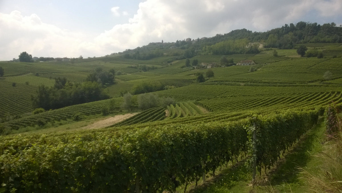 Real vineyards in La Morra, Piedmont, for Alberto Burzi — photo by Neq00