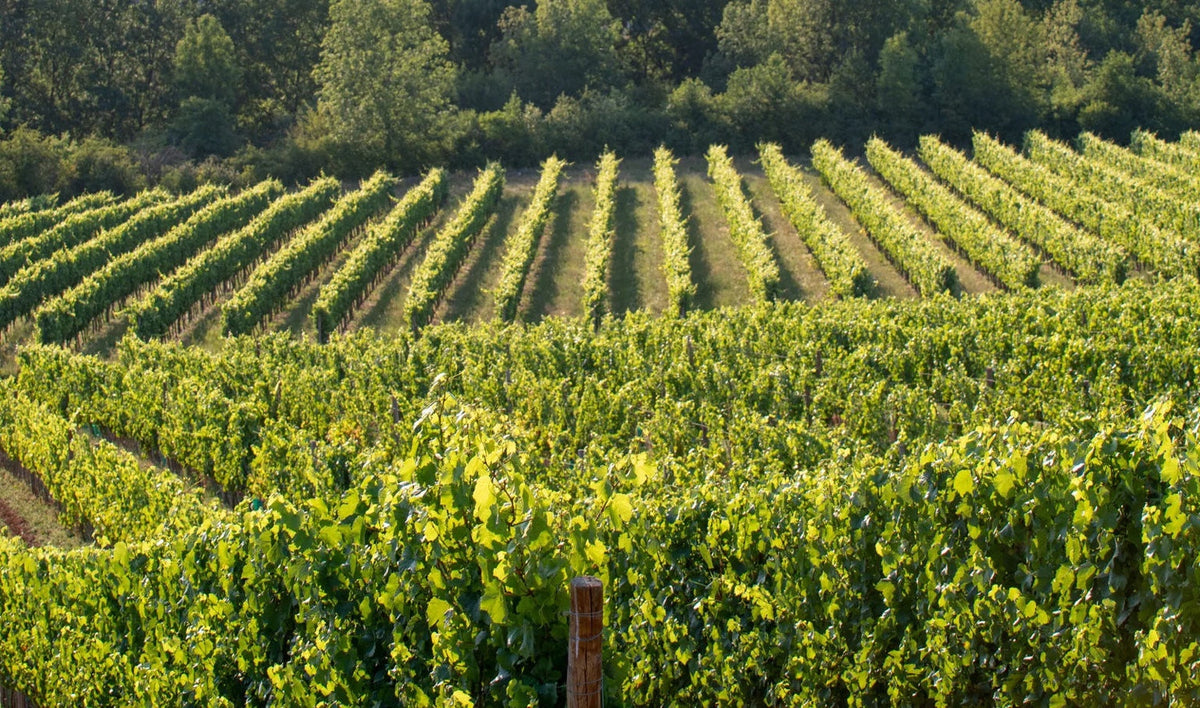 Vineyard landscape selected for Anne Gros