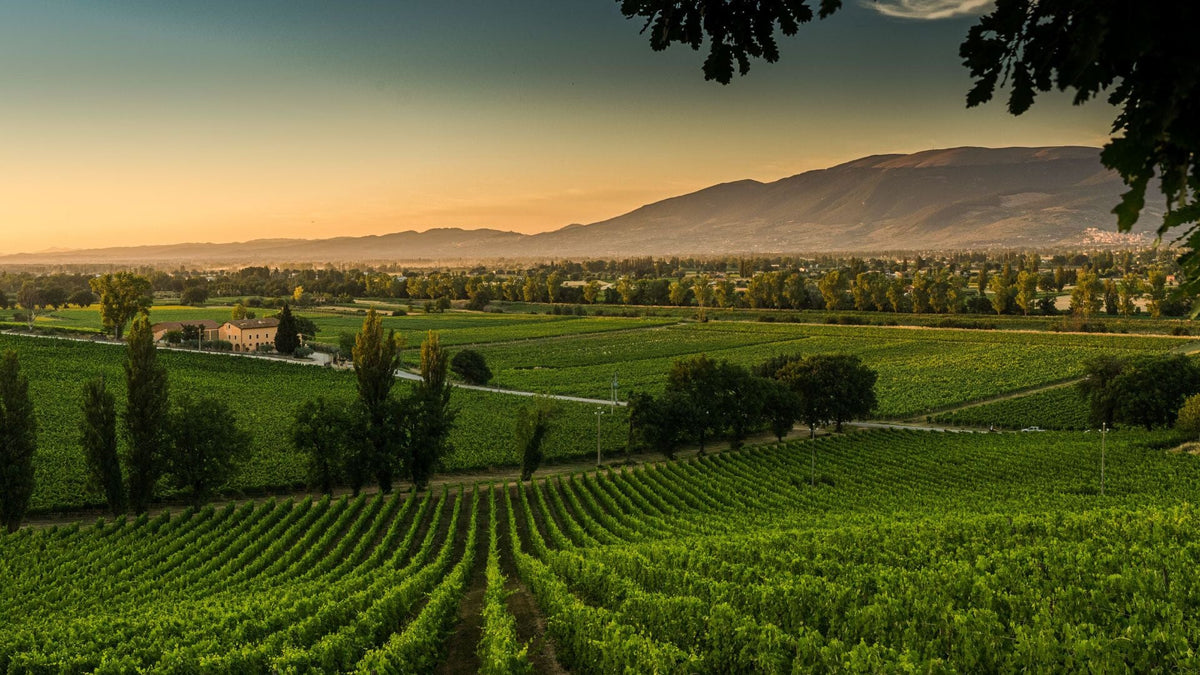 Real vineyard panorama at Arnaldo Caprai in Montefalco, Umbria