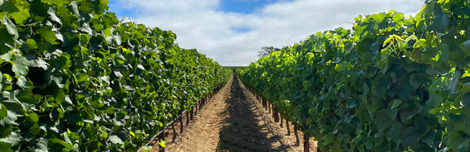 Real Park Avenue Estate Vineyard photograph from Aubert Wines