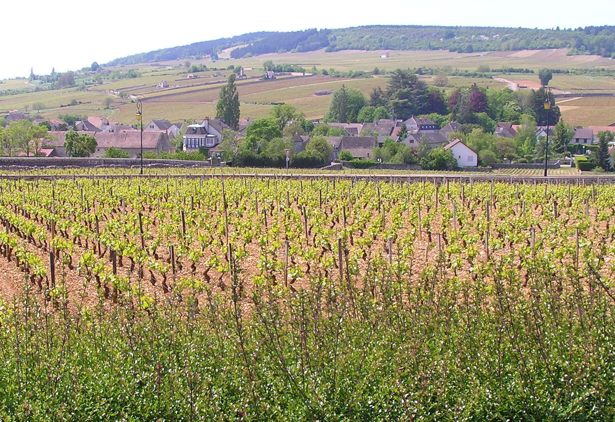 Real landscape of Meursault in Burgundy for Bernard Boisson-Vadot — photo by Gavin Sherry