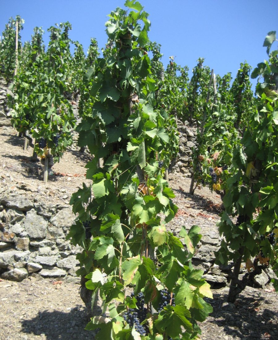 Real Vignobles Levet vineyard in Côte-Rôtie from the estate's official website