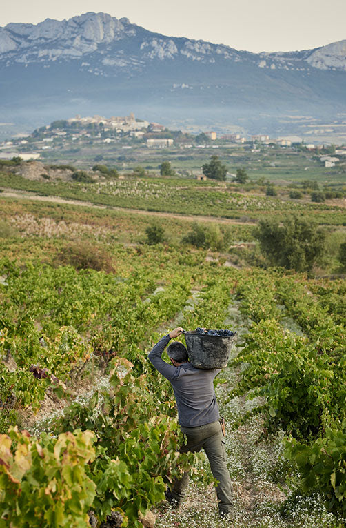Bodegas Covila vineyard in Rioja Alavesa, Spain