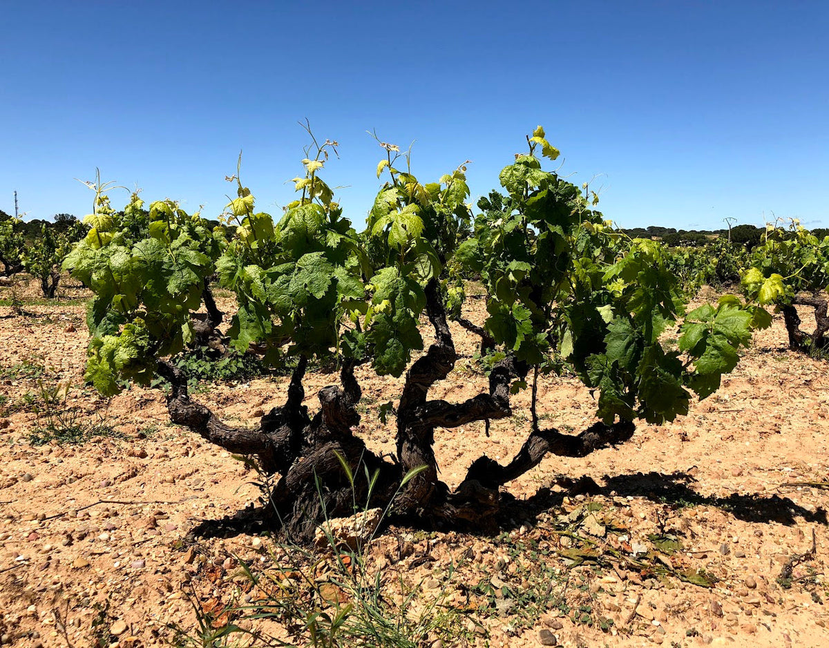 Hacienda Solano vineyard in La Aguilera, Ribera del Duero, Spain