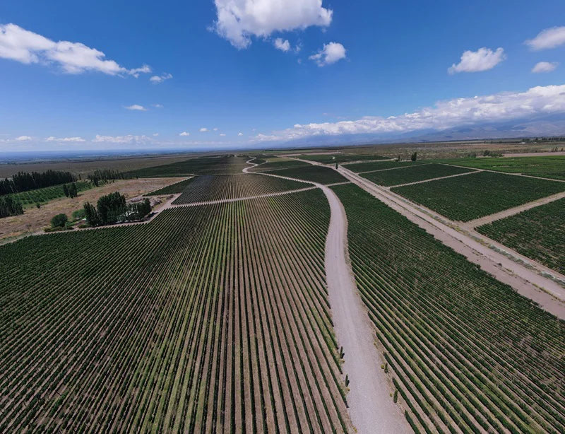 Aerial view of Huentala Wines vineyards in Gualtallary, Mendoza, with the Andes in the distance — photograph via Cuyo Noticias