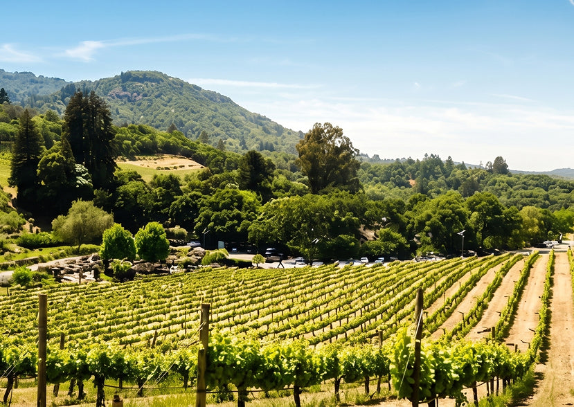 Vineyards of Bodegas López Morenas with views toward the hills of Extremadura, Spain