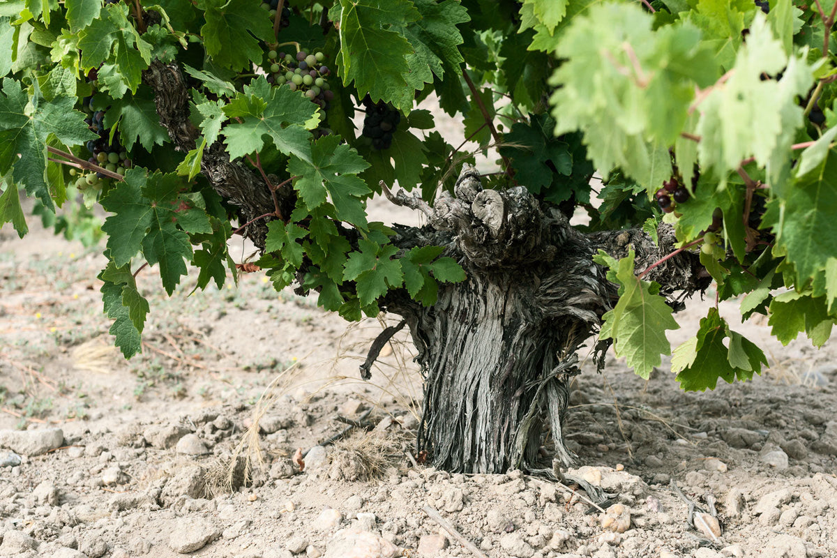 Bodegas Orot Tinta de Toro vineyard in Toro, Zamora, Spain