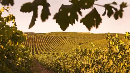 Bodegas Príncipe de Viana vineyards in Navarra, Spain