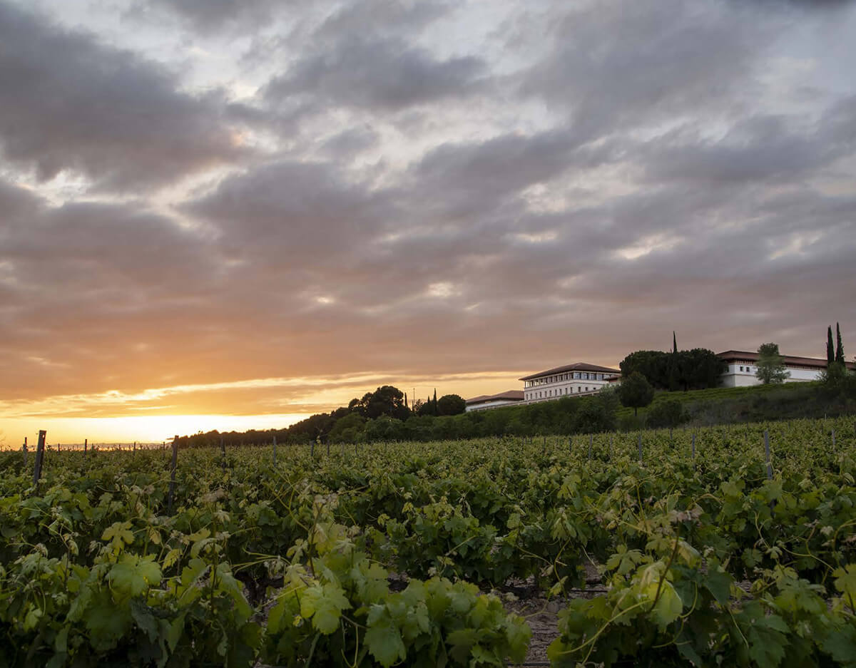 Bodegas Rioja Vega winery and vineyards near Logroño, Spain