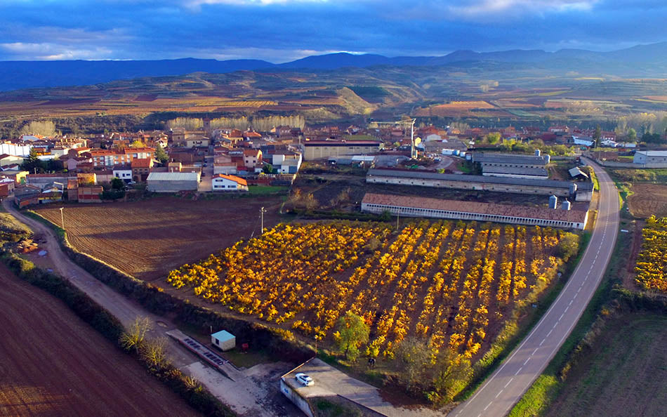 Aerial view of Viña El Moral, Bodegas Rulei, Rioja Alta, Spain