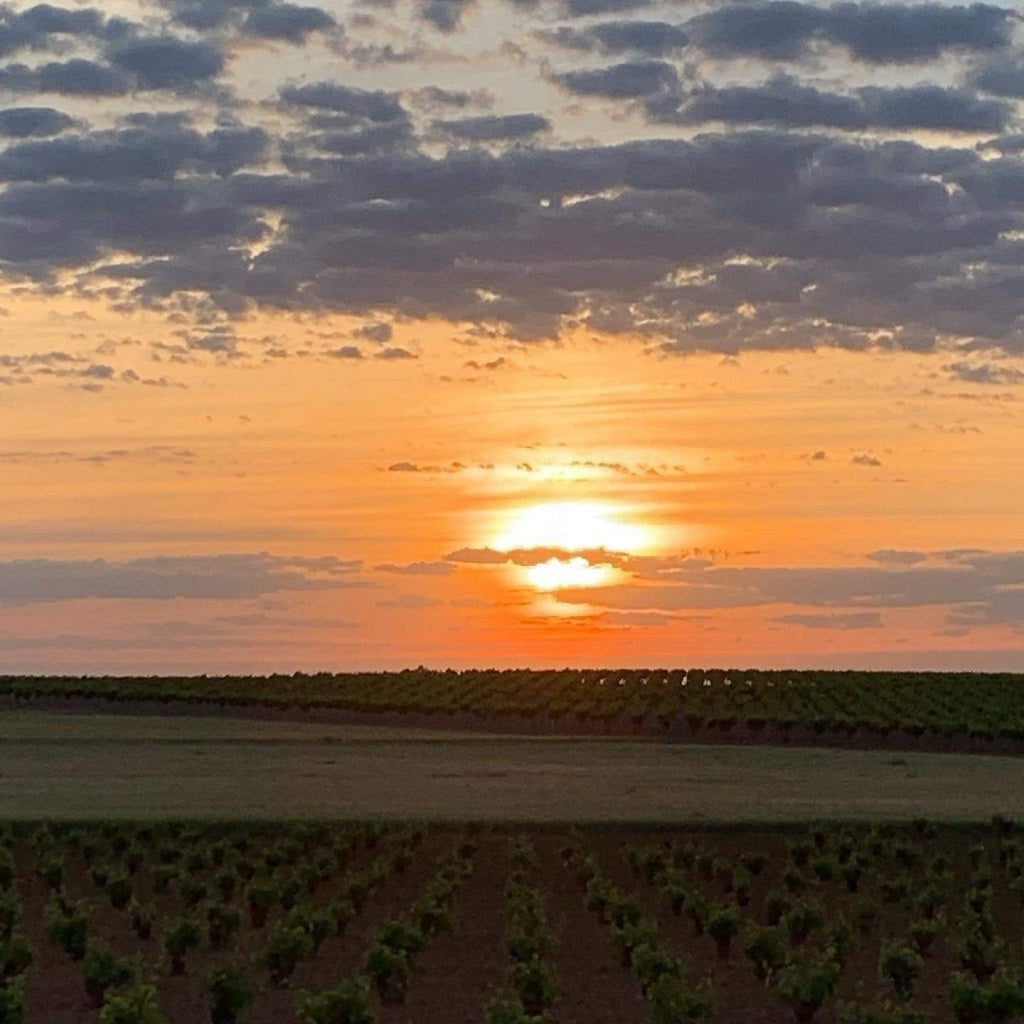 Vineyards associated with Bodegas San Antonio Abad in La Mancha, Spain