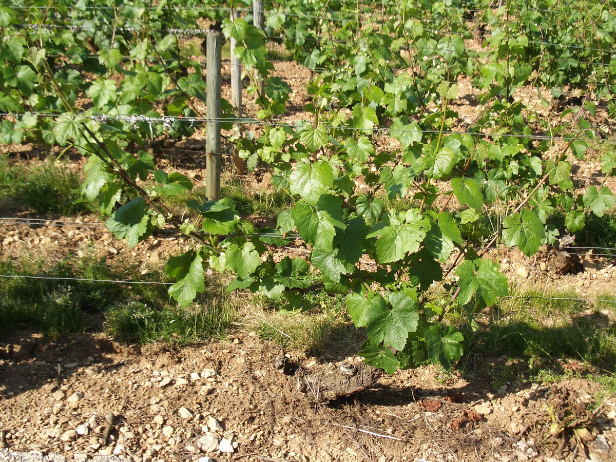 Chardonnay vineyards in Chassagne-Montrachet, Burgundy — photo by Justinc, CC BY-SA 2.0