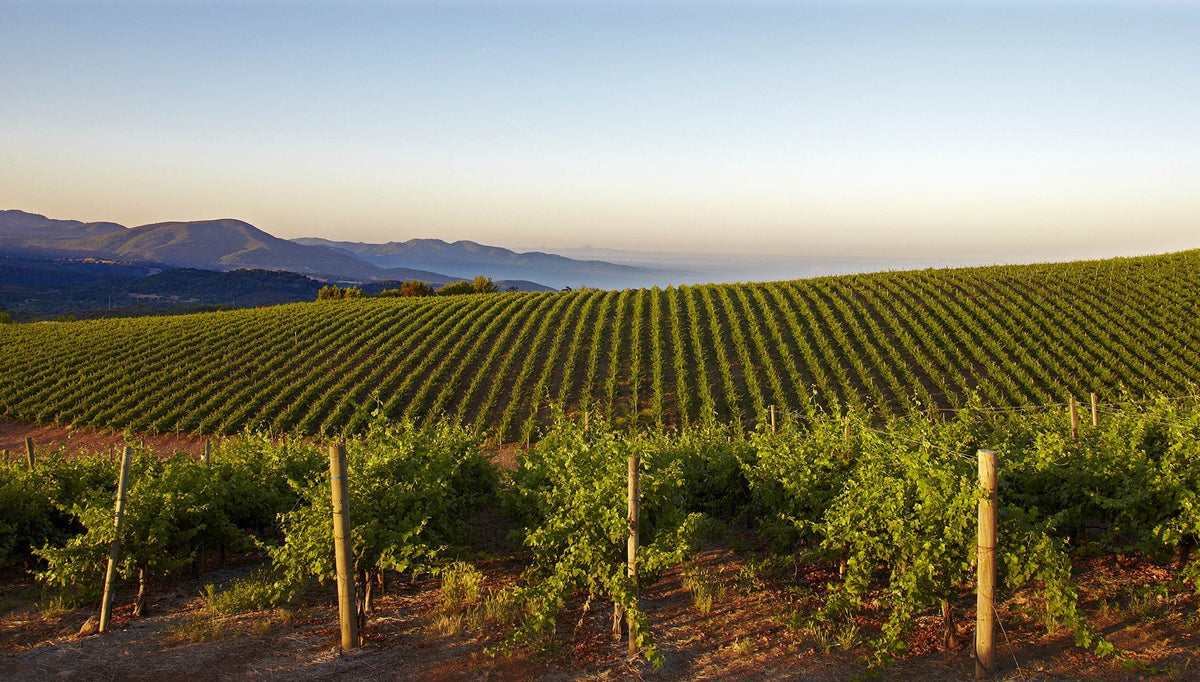 Sunlit vineyards at Caymus Vineyards in Napa Valley — image courtesy of Caymus Vineyards