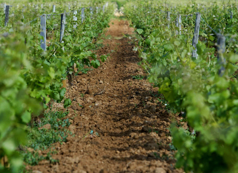 Château Climens vineyard in Barsac