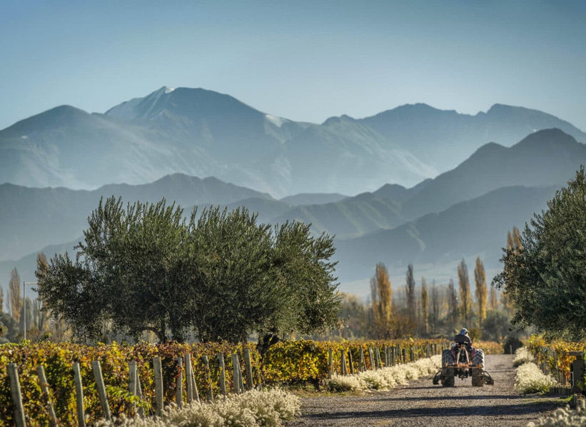 Cheval des Andes vineyard with the Andes mountains in Mendoza, Argentina