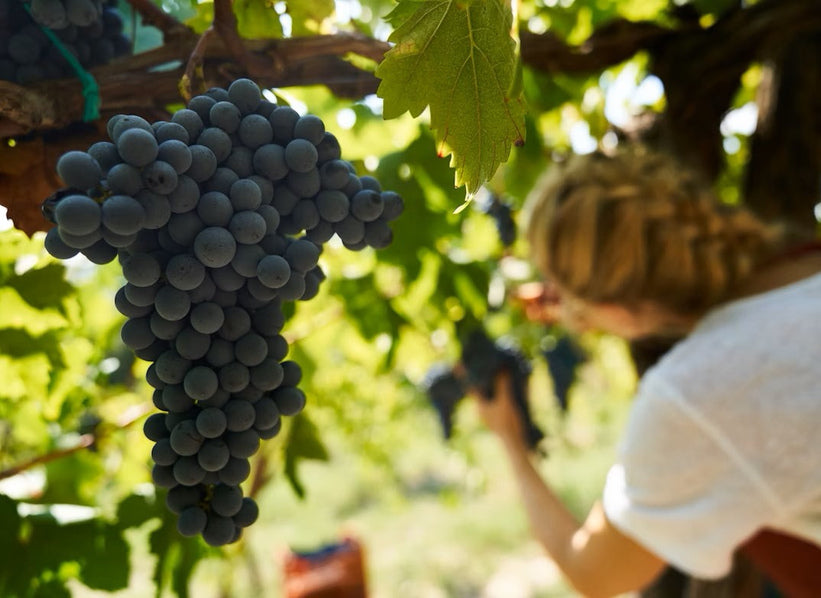 Vineyard harvest for Compagnie des Vins d’Autrefois