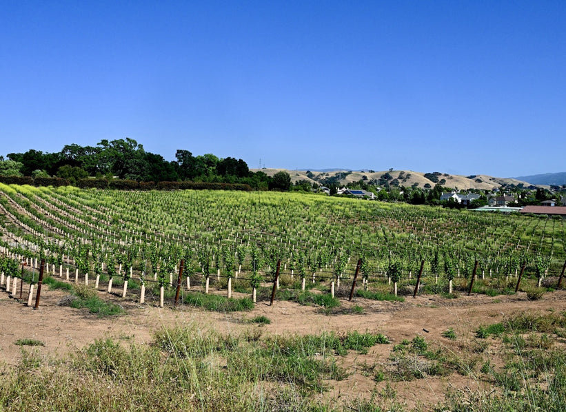 Napa Valley vineyard representing Constellation Brands