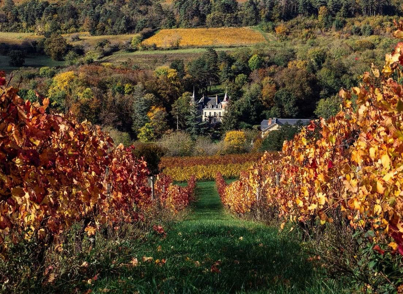 DELAUNAY Vins & Domaines vineyard estate in Burgundy