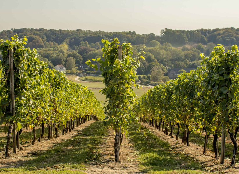 Demaria Bartolomeo vineyard in Piedmont, Italy