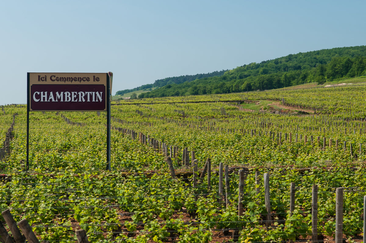 Chambertin vineyard in Gevrey-Chambertin — photo by Michal Osmenda, CC BY 2.0
