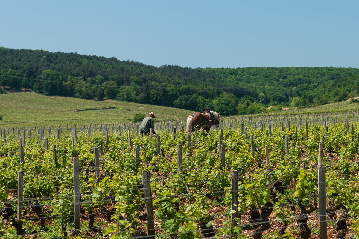 A vineyard worker manually tills soil near Vosne-Romanée in Burgundy — photo by Michal Osmenda, CC BY 2.0