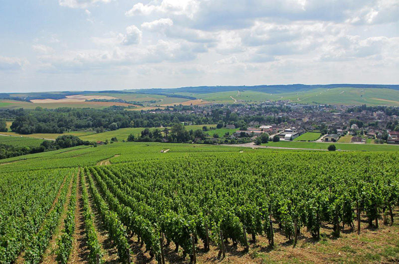 Chablis vineyards at Domaine Christian Moreau Père et Fils in Burgundy — image courtesy of Domaine Christian Moreau Père et Fils