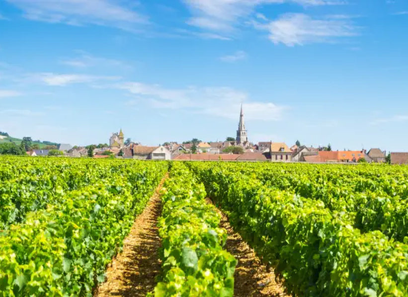 Domaine Coche-Dury vineyards in Meursault, Burgundy