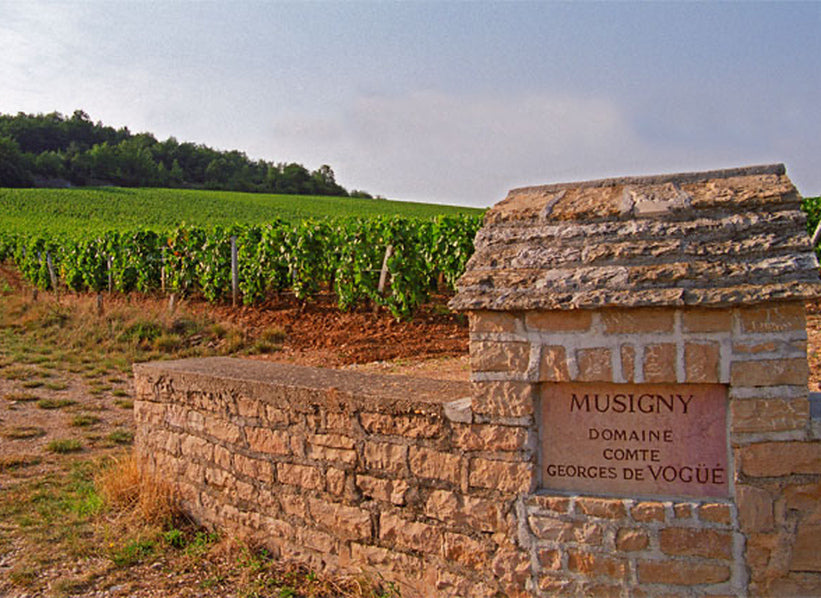 Domaine Comte Georges de Vogüé Musigny vineyard in Burgundy