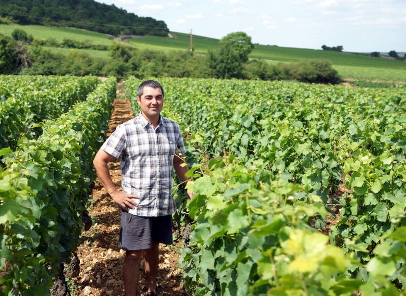 Domaine Coquard-Loison-Fleurot vineyard in Burgundy