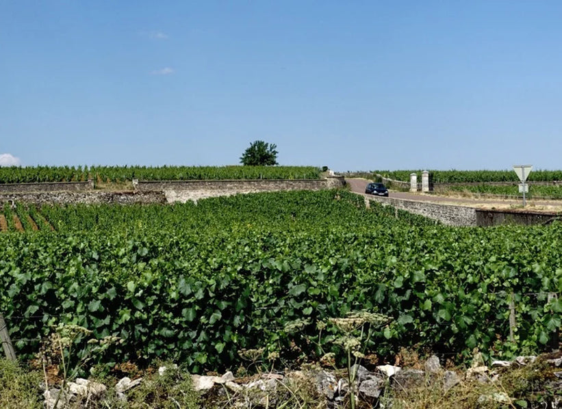 Domaine Darviot-Perrin vineyard in Burgundy