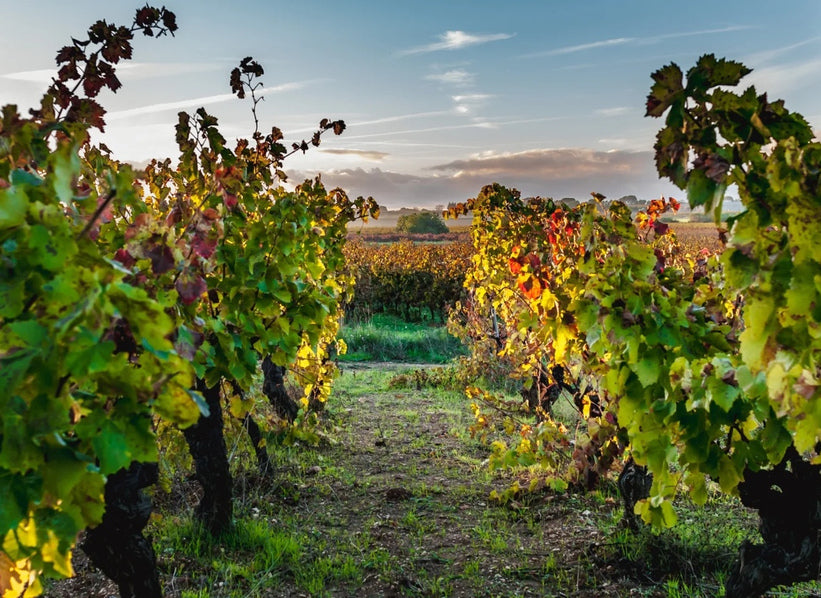Domaine de la Grange des Pères vineyard in Pays d’Hérault