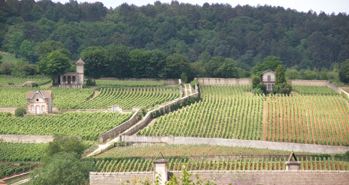 Vineyards west of Meursault in Burgundy, France — photo by Torsade de Pointes, CC0