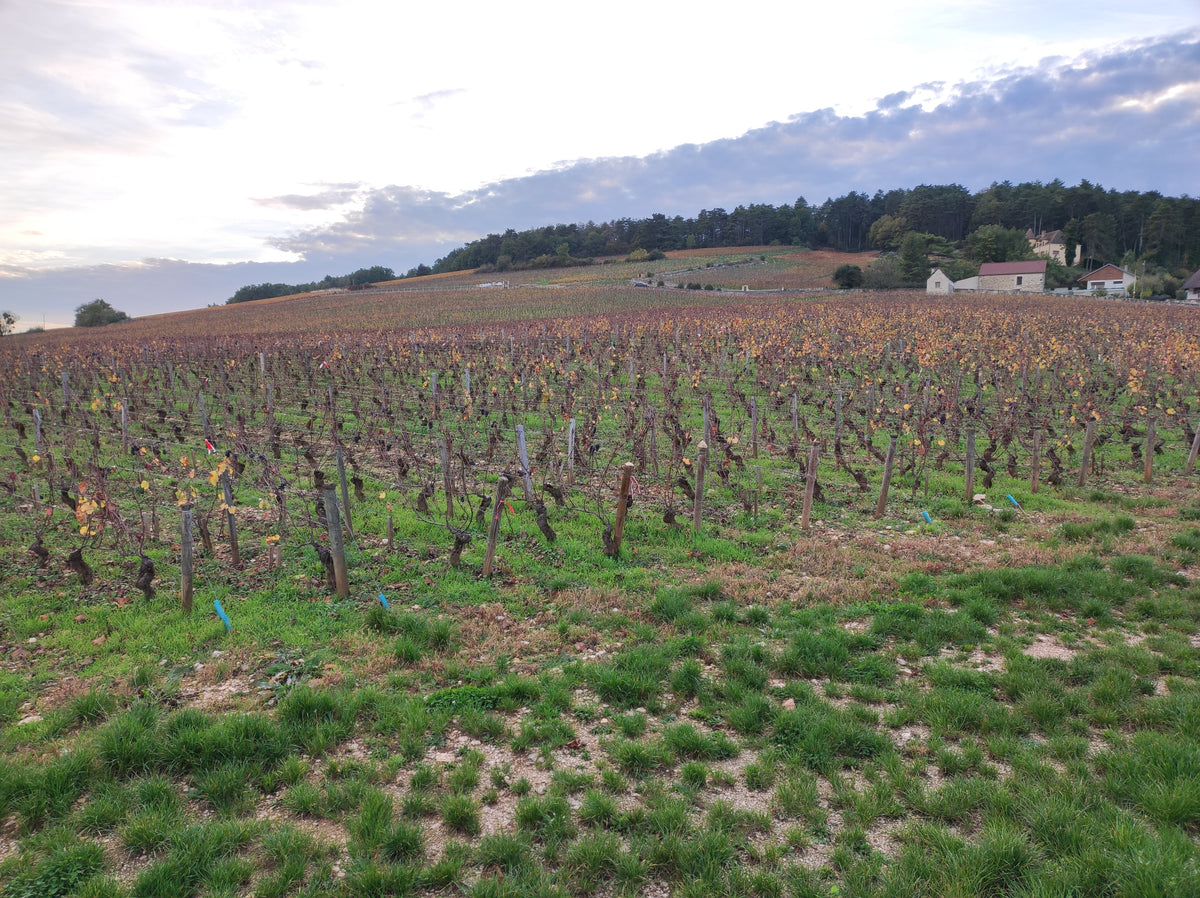 Vineyards of Morey-Saint-Denis in Burgundy, France — photo by Christophe.Finot, CC BY-SA 3.0
