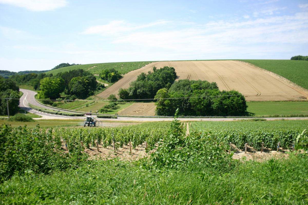 Vineyards in Chablis, Burgundy, France — photo by Olivier Letourneux, CC BY 2.0