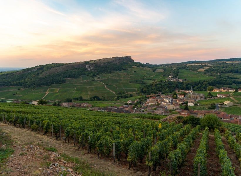 Domaine Gaillard vineyards in Burgundy, France