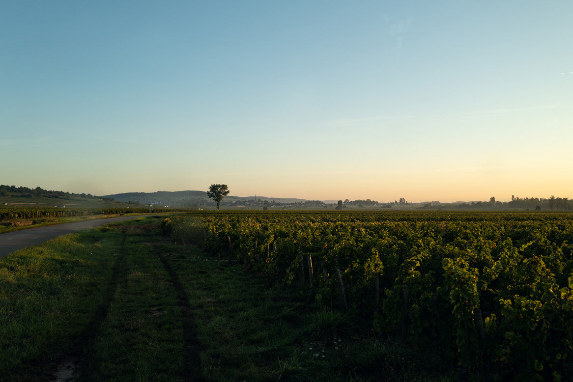 Domaine Génot-Boulanger vineyards near Meursault in Burgundy — image courtesy of Domaine Génot-Boulanger