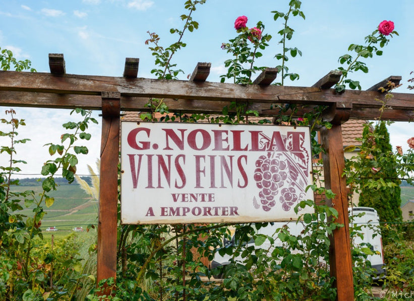 Domaine Georges Noëllat winery sign and vineyards in Burgundy, France