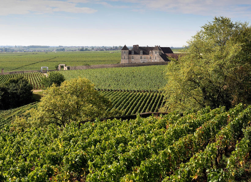 Domaine Georges Roumier vineyards in Burgundy, France