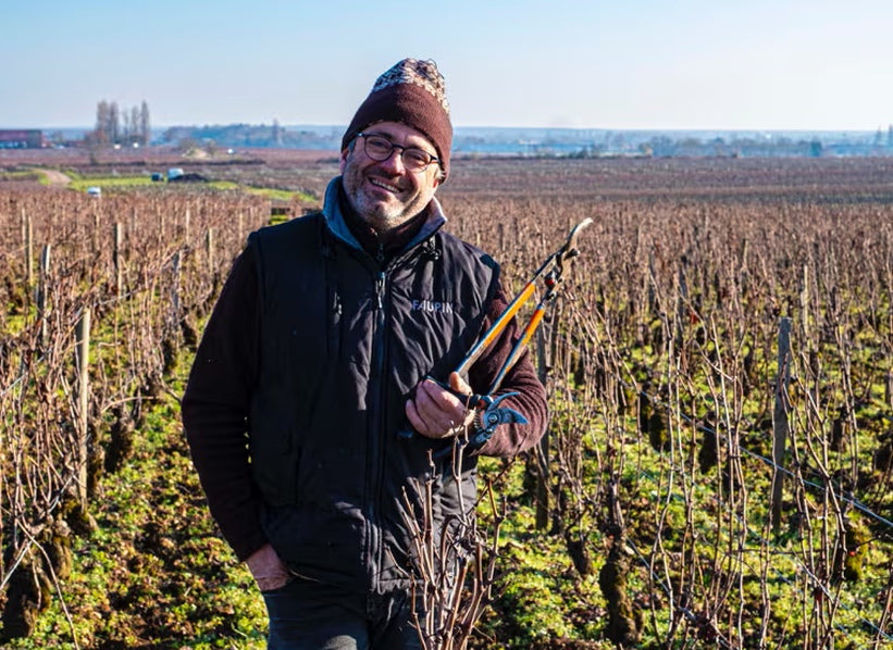 Domaine Henri Germain & Fils vineyard in Meursault, Burgundy