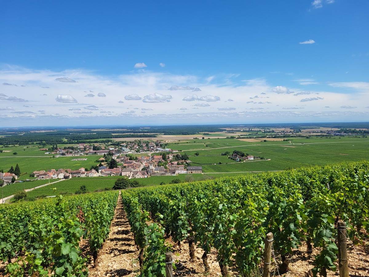 Vineyards overlooking Morey-Saint-Denis in Burgundy — landscape photograph via Komoot