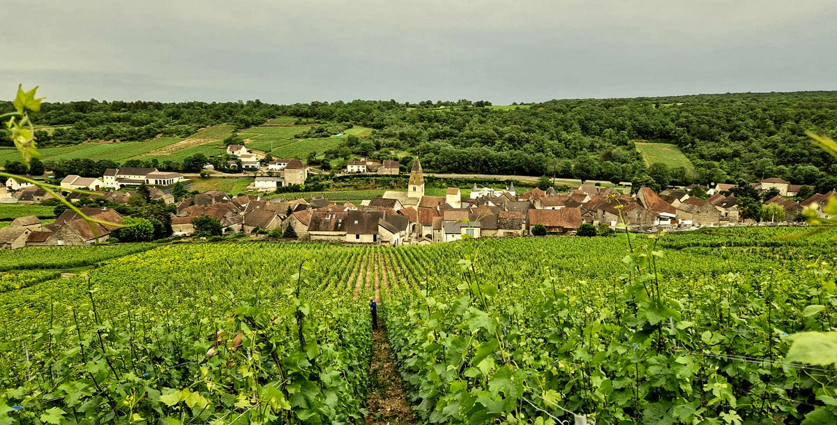 Domaine Hubert Lamy vineyards overlooking Saint-Aubin in Burgundy — image courtesy of Domaine Hubert Lamy