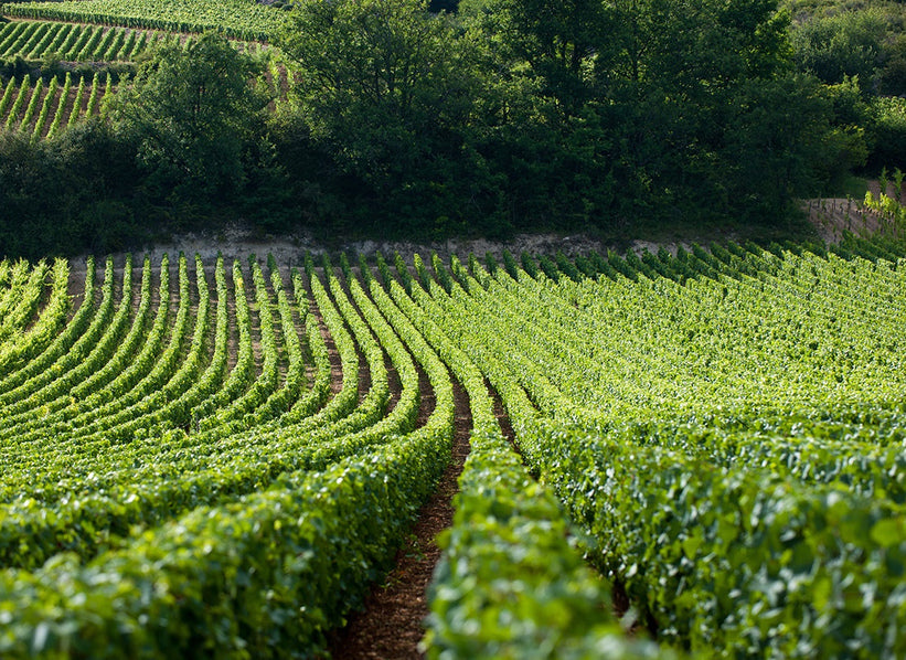 Domaine Jean-Noël Gagnard vineyards in Chassagne-Montrachet, Burgundy
