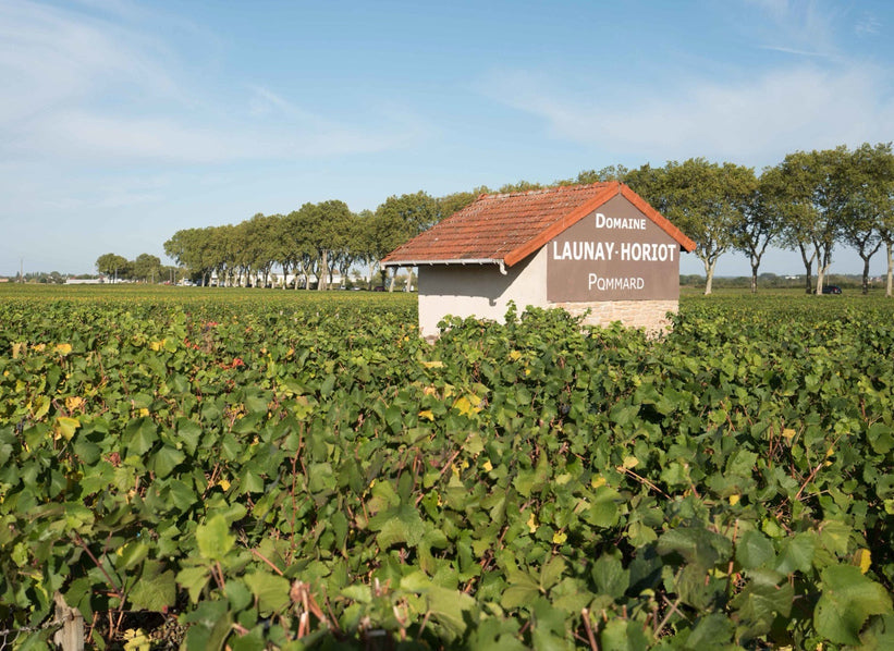Domaine Launay-Horiot vineyard in Pommard, Burgundy