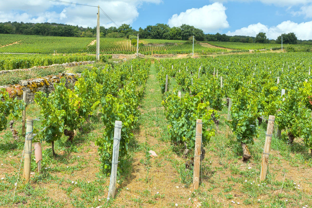 Puligny-Montrachet Premier Cru vineyards in Burgundy — photo by Benjamin Smith, CC BY-SA 4.0